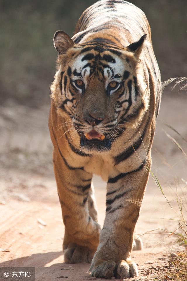 天生一对什么生肖，全面揭晓解释落实