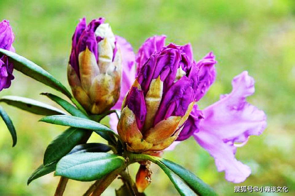 穷家富路，生肖背后的哲理与人生智慧