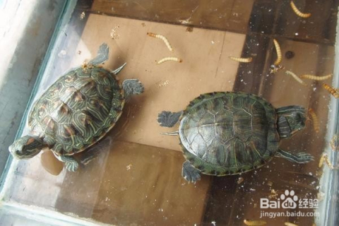 乌龟,生肖之外的友爱象征 乌龟,生肖之外的友爱象征