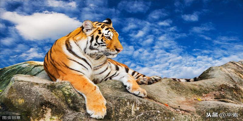 智慧与策略的交融，揭秘作舍道边猜一生肖的深层含义