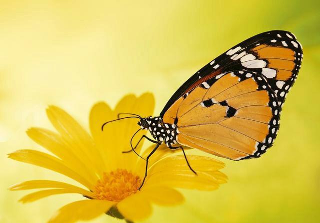 胆子大的生肖，勇敢之心的力量与激励