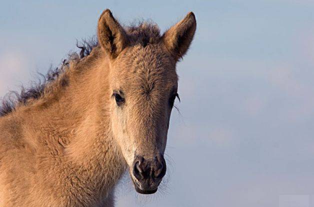 霜肖是什么生肖,谁来落实解答? 霜肖是什么生肖,谁来落实解答?