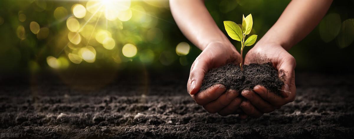 规规矩矩猜一生肖，深度解析与智慧思考