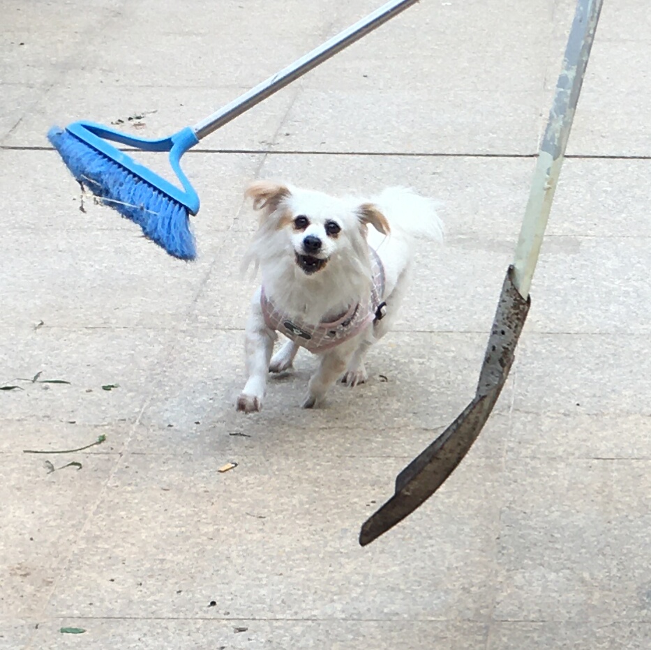 威风扫地，生肖中的隐秘与和谐共舞