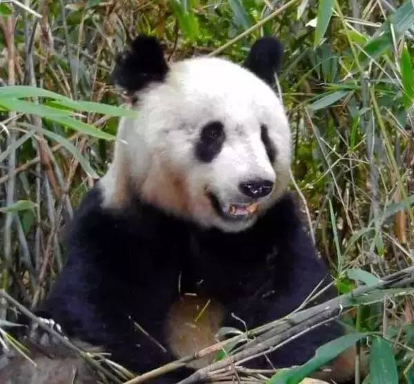 上海雨人猜一动物?发现作答落实解释