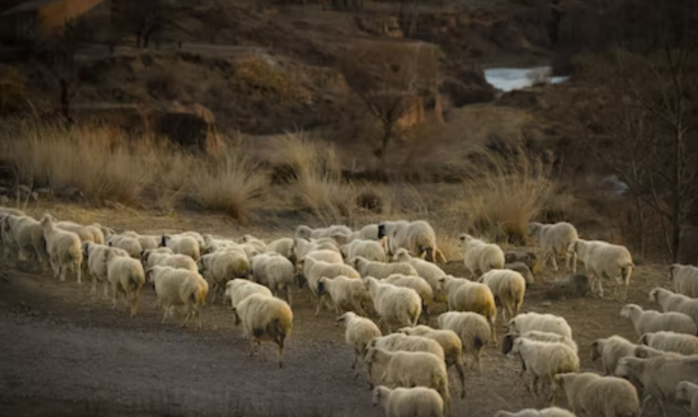 告哀乞怜，探寻生肖背后的文化与智慧