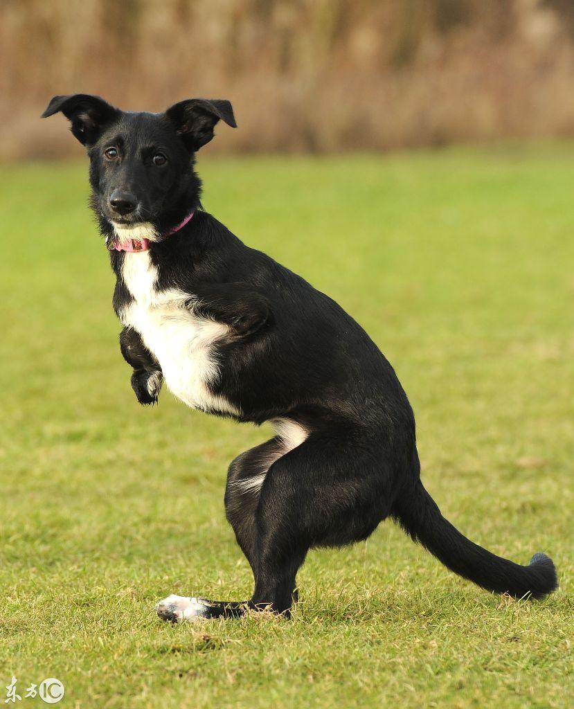 坚强的动物，生肖之牛的坚韧精神