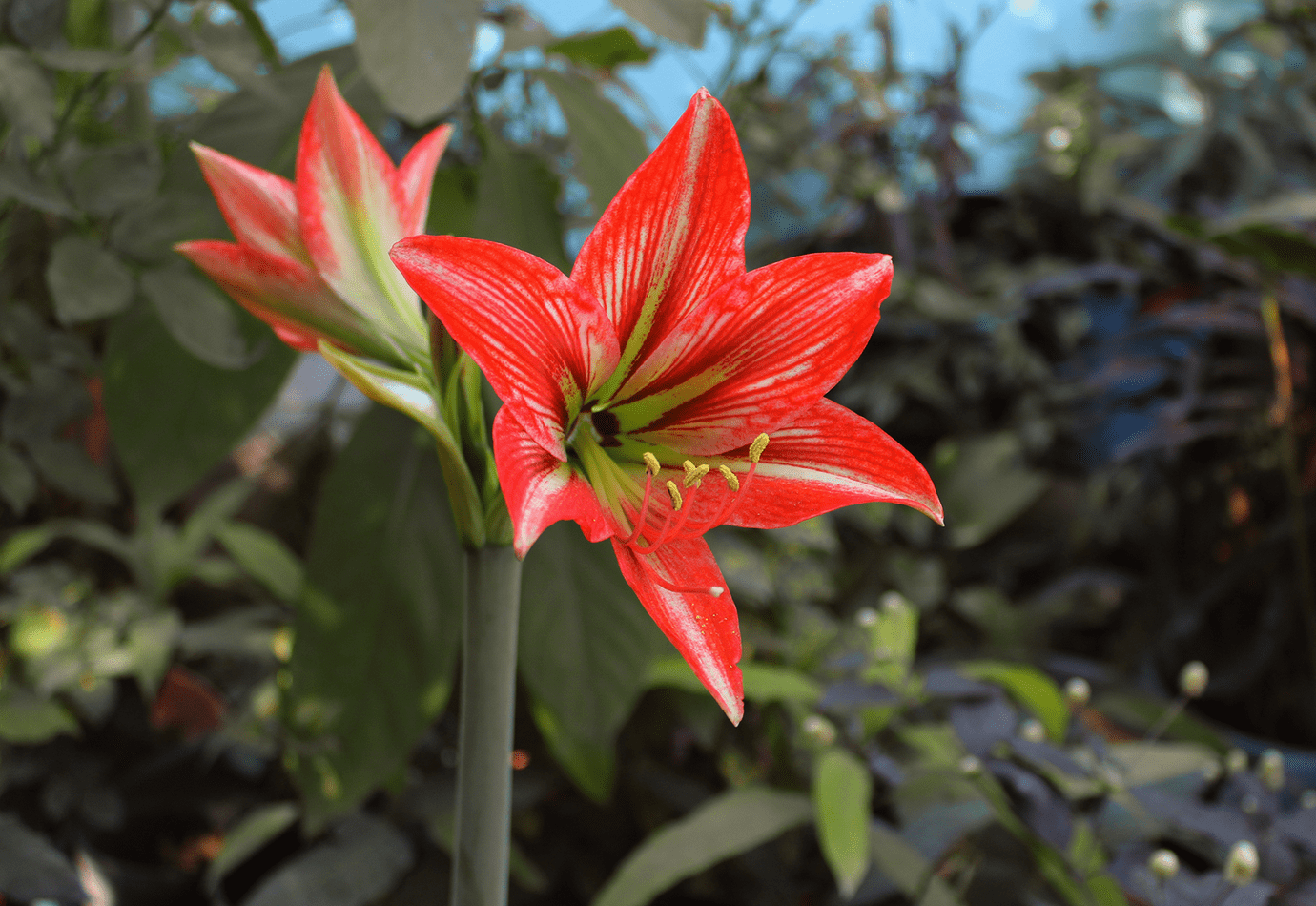 飞蛾扑火猜一最佳生肖,解析作答落实解释 飞蛾扑火猜一最佳生肖,解析作答落实解释