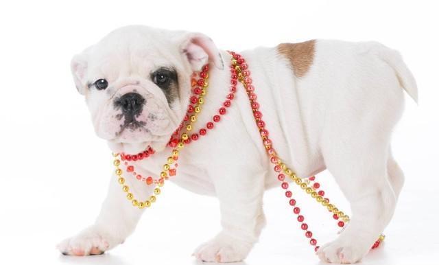 崭露头角猜一生肖，能人解释与现代生活的落实