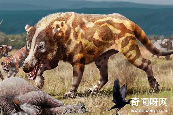 瓮声瓮气，揭秘背后的动物谜团与时代解释的落实