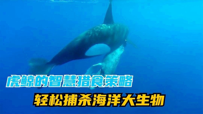 流代表什么生肖，的动物智慧与战略运用