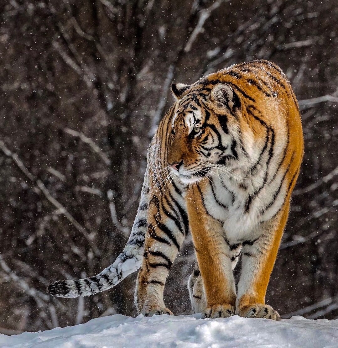 虎视眈眈打一生肖动物，的故事与寓意