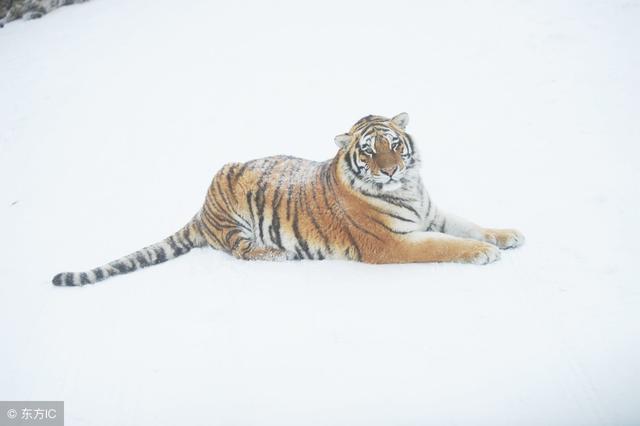 天生一对什么生肖，全面揭晓解释落实