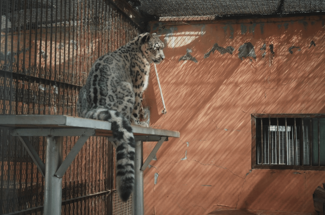 探秘棺材瓤子背后的生肖奥秘