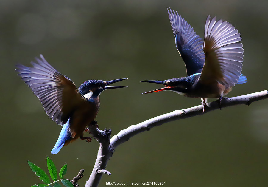 狭路相逢猜一动物，智慧与勇气的较量