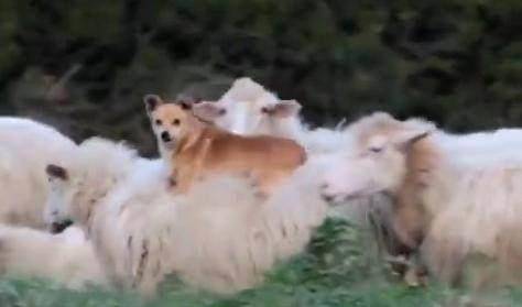 英姿飒爽猜一动物，能人解释与现代生活的落实