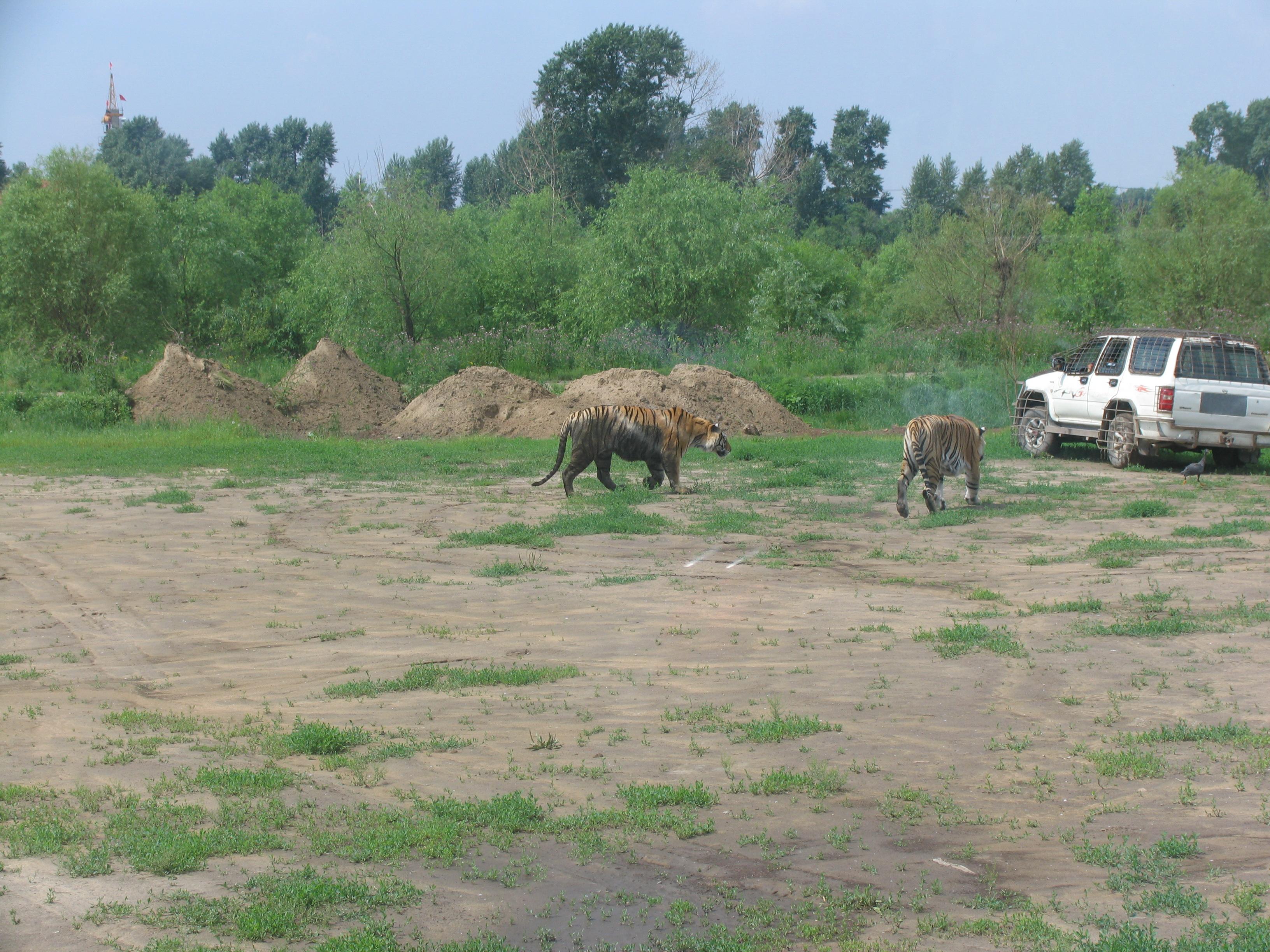 羊的幸运生肖是什么，积极解释落实