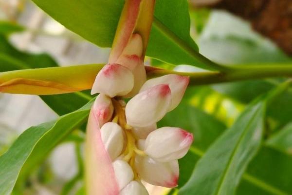 豆蔻年华是指什么生肖，积极解释落实