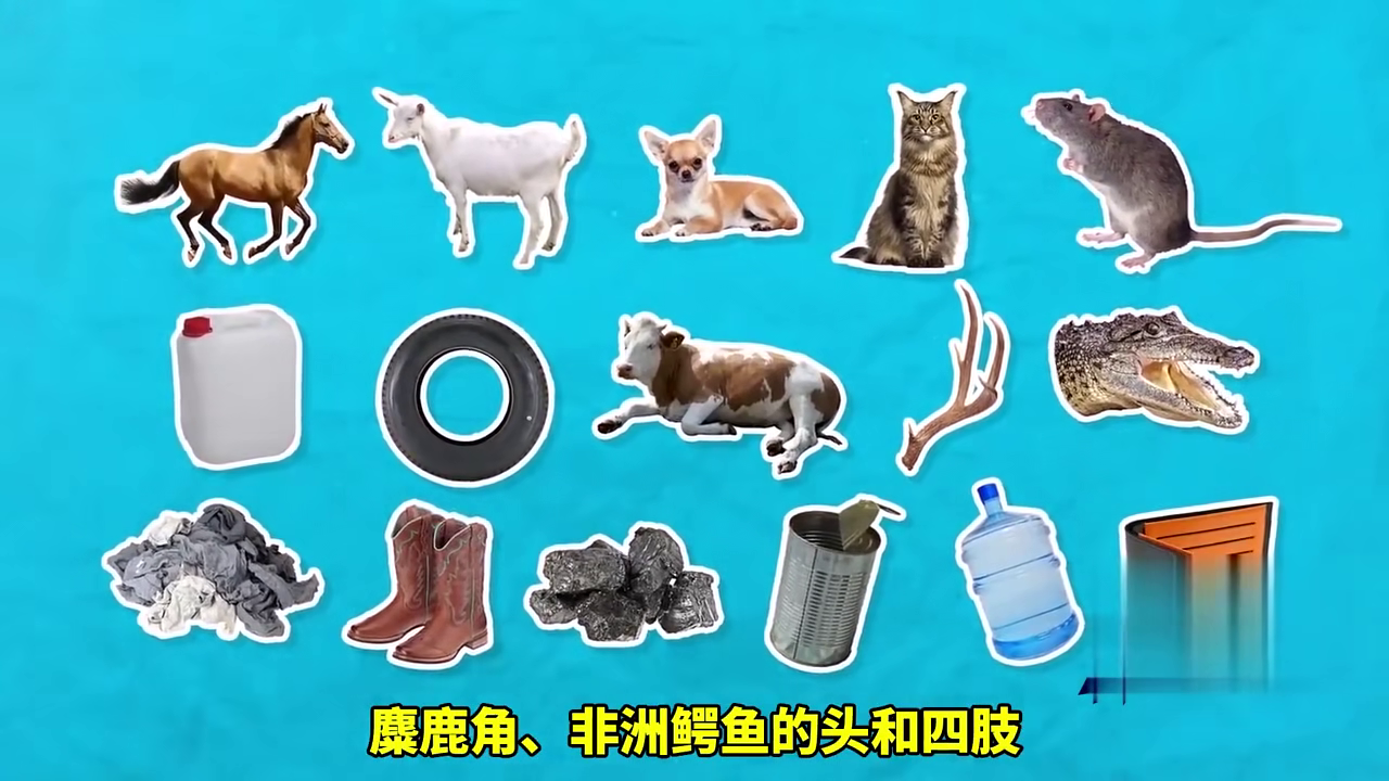 贪吃的动物，生肖猪的文化解读与深层寓意