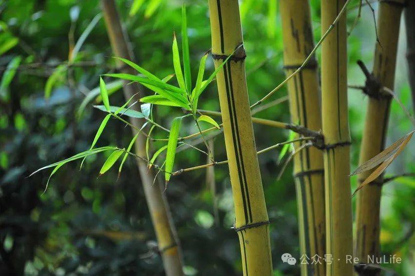 竹子生来节节高猜一动物打一肖，热议作答落实解释