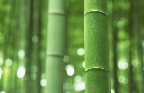 竹子生来节节高是指什么生肖打一肖，深度解析与智慧思考