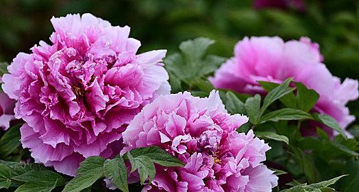 牡丹花是什么生肖，解析作答落实解释