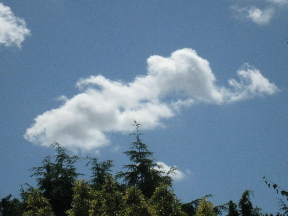 浮云游子日落西，生肖之谜的深层解读与人生启示