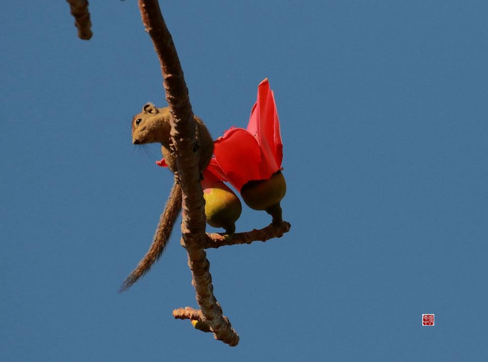 攀高枝儿猜一动物，采民作答落实解释