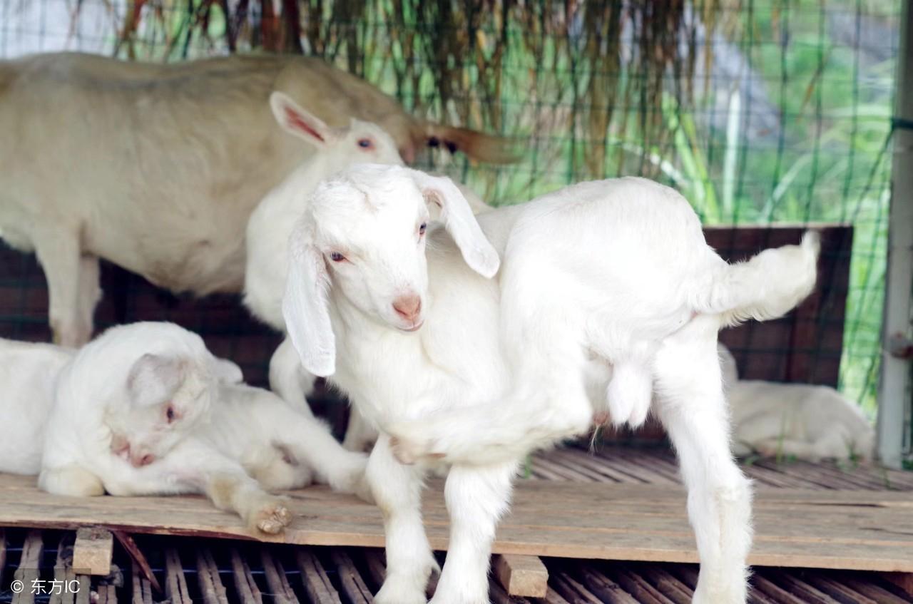 揭秘欲钱贸说三道四的生肖，生肖兔的独特魅力与智慧