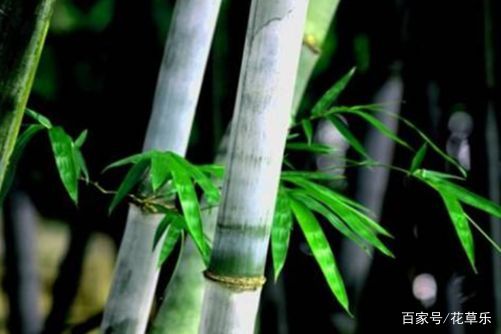 竹子生来节节高是指什么生肖打一肖,深度解析与智慧思考 竹子生来节节高是指什么生肖打一肖,深度解析与智慧思考