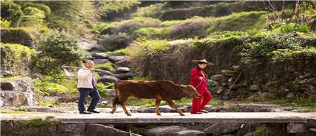 牛冲羊，生肖相冲的误解与正确解读