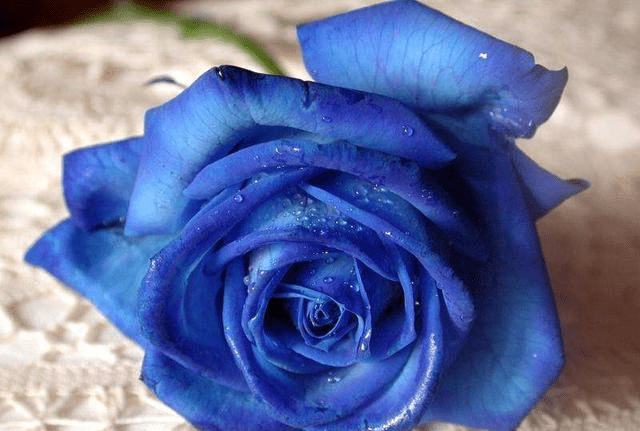 谜底揭晓，两全其美背后的生肖智慧