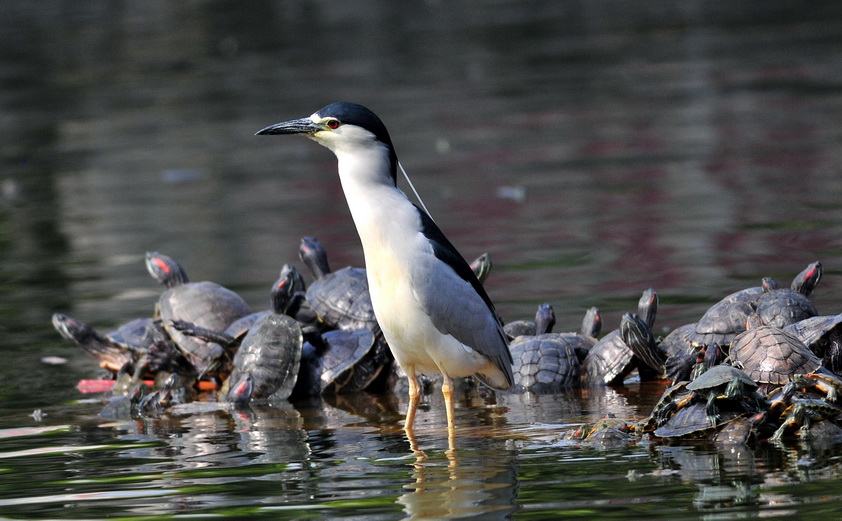 同舟共济猜一动物，绝佳作答落实解释