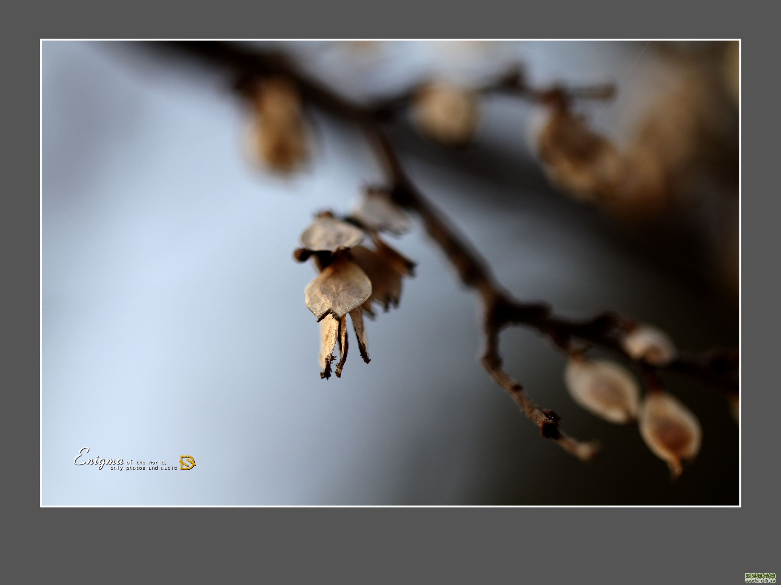 春肖的奥秘，深度解析与落实