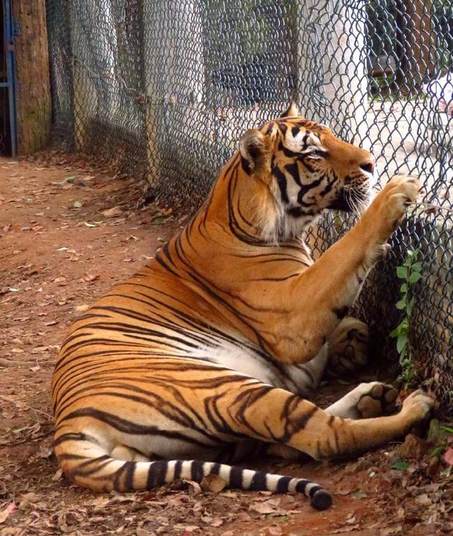 威风凛凛猜一动物，解释与落实的和谐共舞
