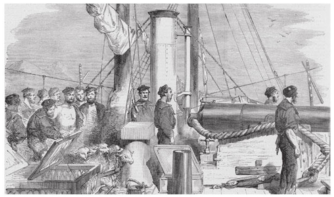 兔死狐悲，生肖之谜的深度解析与文化解读