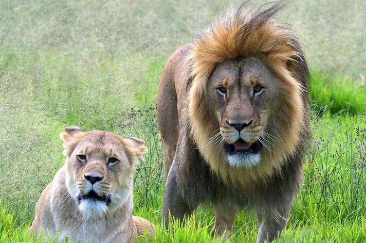 落草为寇与友爱之谜，解读动物界的生存智慧