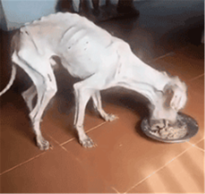 骨瘦如柴猜一生肖，的动物智慧与战略运用