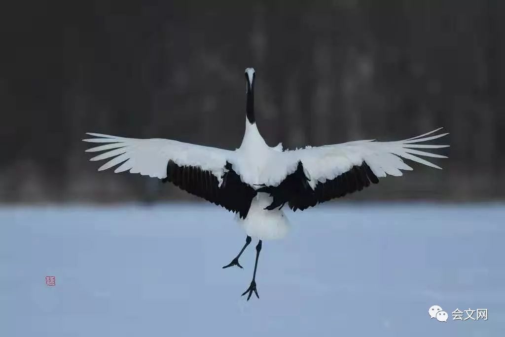 红光满面猜一动物，揭秘丹顶鹤的神秘与美丽