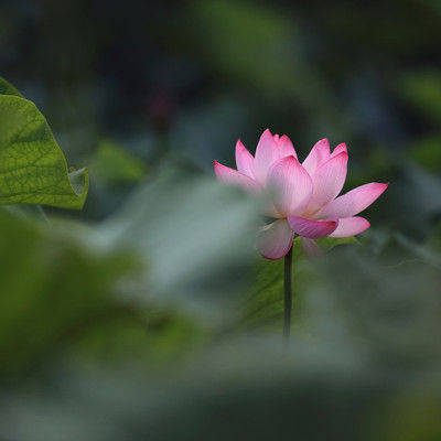 问长问短指的是什么生肖，沉稳作答落实解释