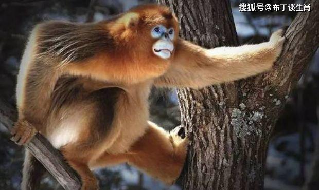 狐狸精是什么生肖,选择解释落实 狐狸精是什么生肖,选择解释落实