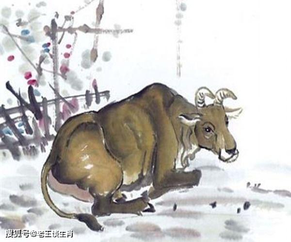 狐狸精是什么生肖，选择解释落实