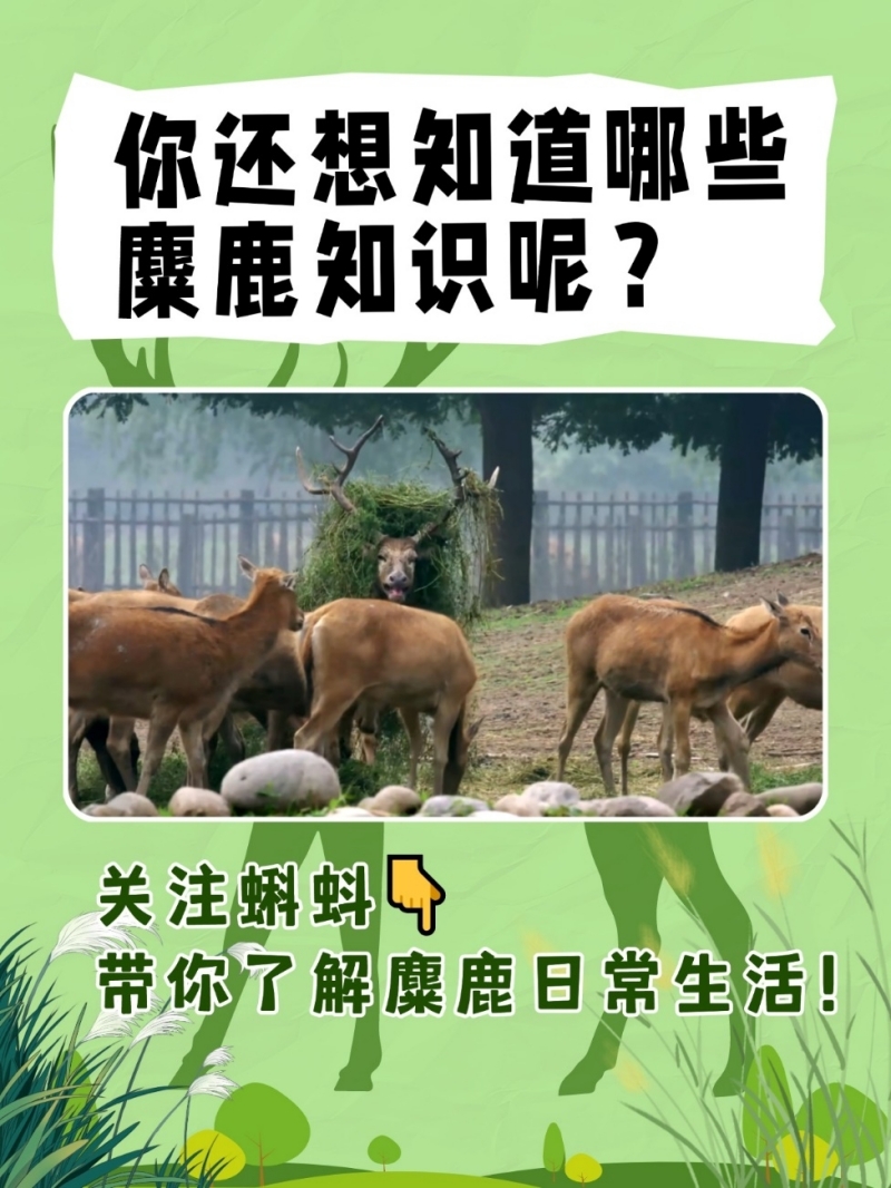 揭秘名列前茅背后的动物寓意，探秘鹿的智慧与象征