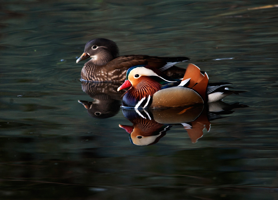 患难与共，共渡风雨的智慧之鸟—鸳鸯