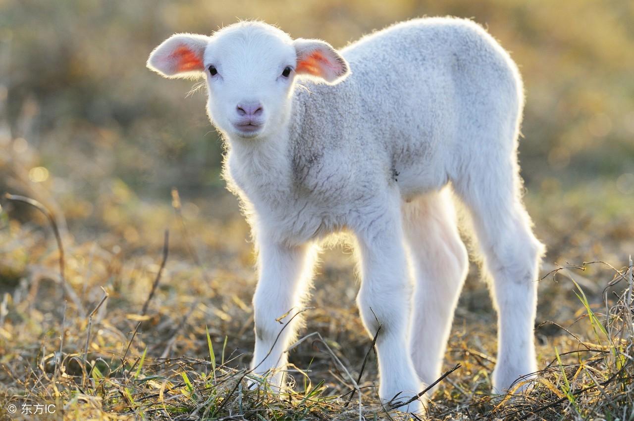 一诺千金是什么生肖，时代解释落实