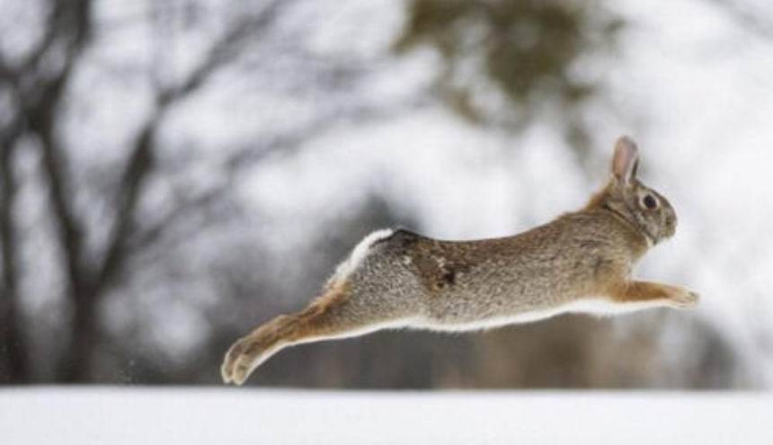 十面埋伏设圈套，揭秘狡兔的智慧与人类智慧的较量
