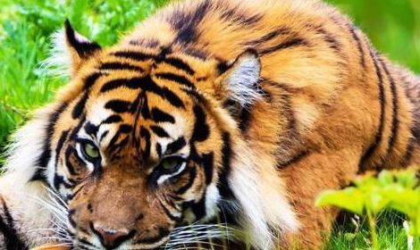 回天无力是什么生肖，谜底即将揭晓