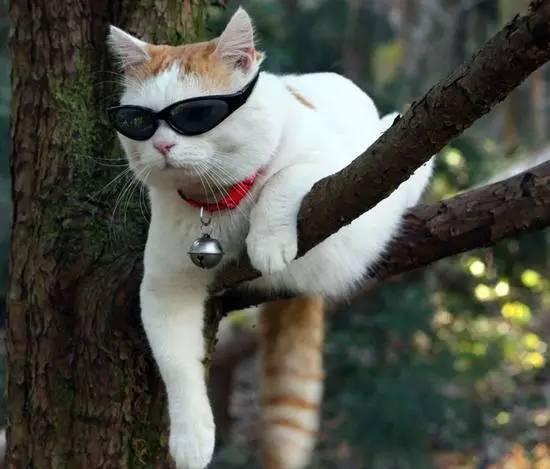 猴年马月话生肖，智慧与寓意的深度解析