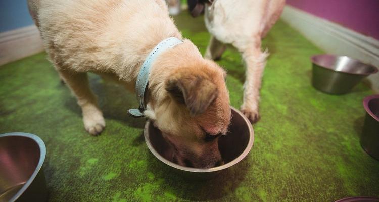 帮狗吃食，揭示生肖中的忠诚之友