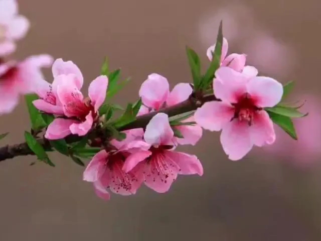 桃李争艳是指什么生肖，的温馨解析与文化解答